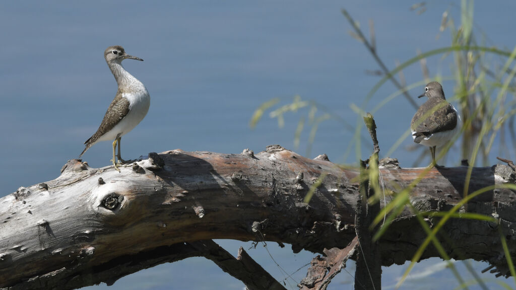 Common Sandpiperadult breeding, courting display