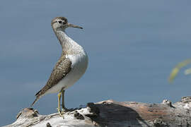 Common Sandpiper