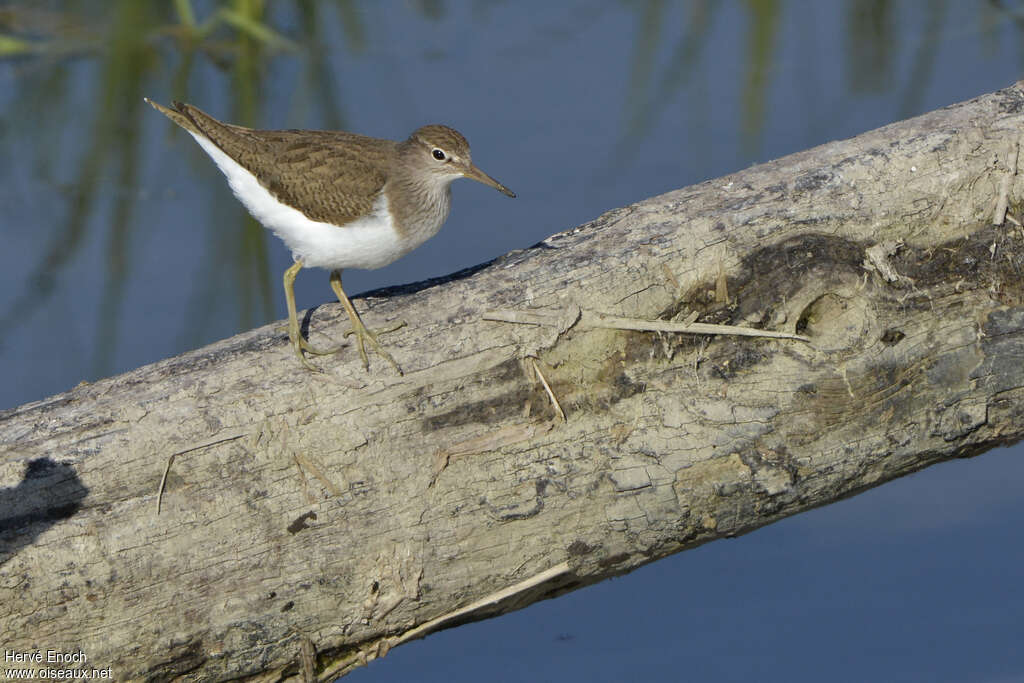 Common Sandpiperadult, identification