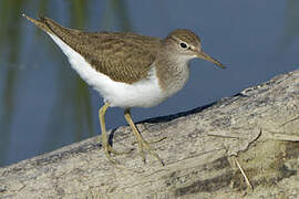 Common Sandpiper