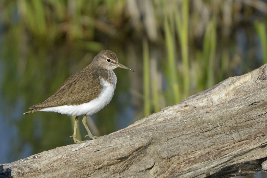 Common Sandpiper, identification