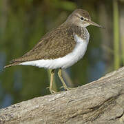 Common Sandpiper