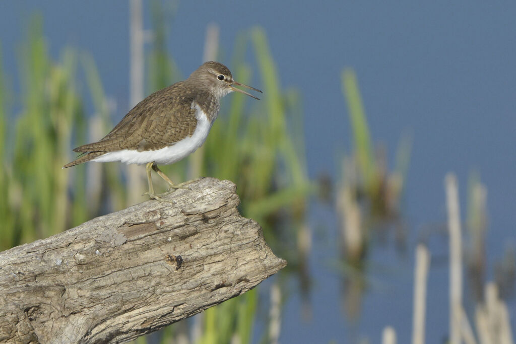 Common Sandpiper, identification