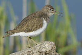 Common Sandpiper