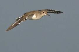 Common Sandpiper