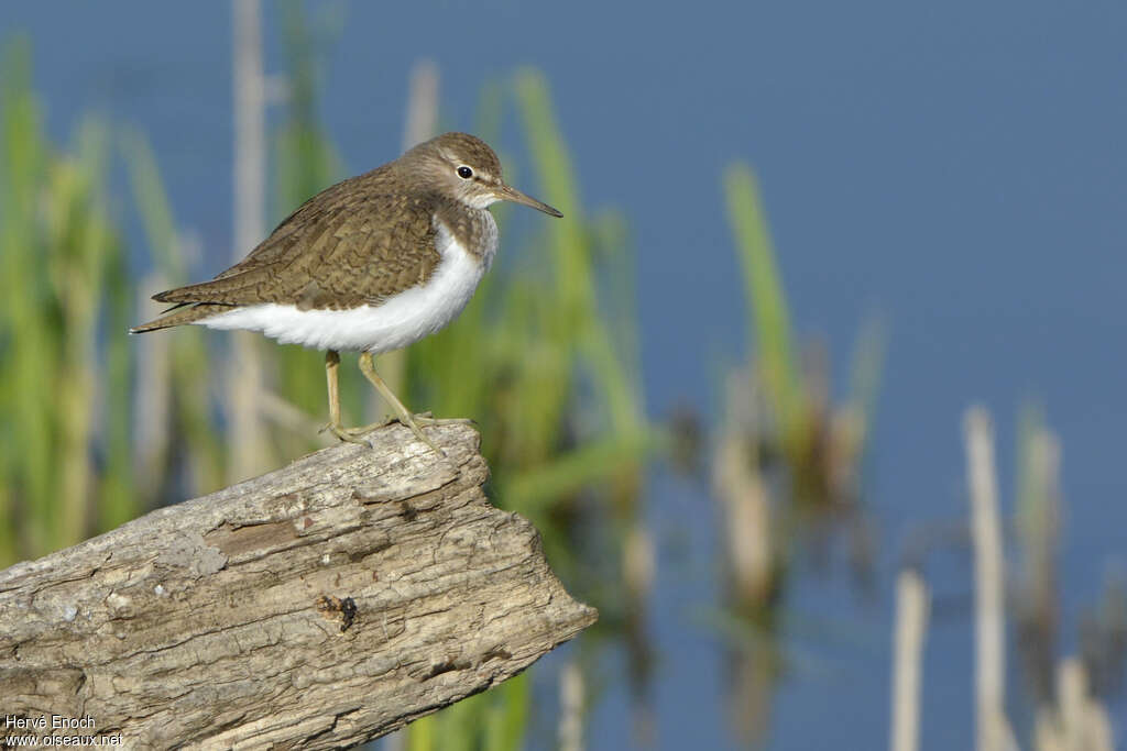 Common Sandpiperadult, identification