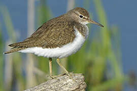 Common Sandpiper