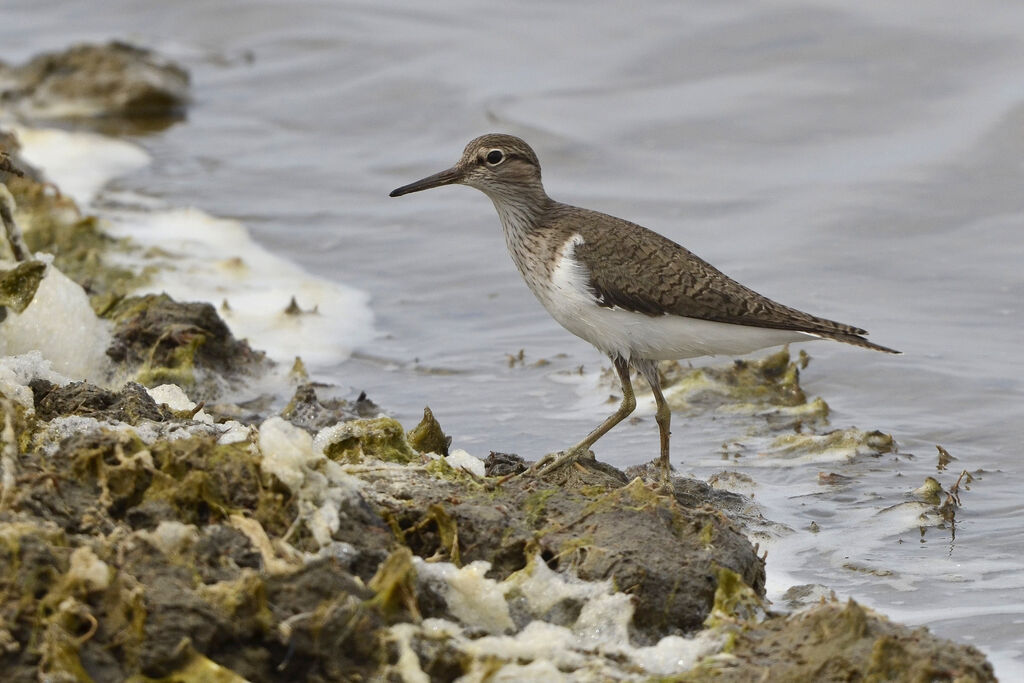 Chevalier guignette, identification