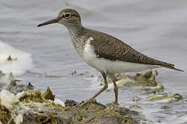 Common Sandpiper