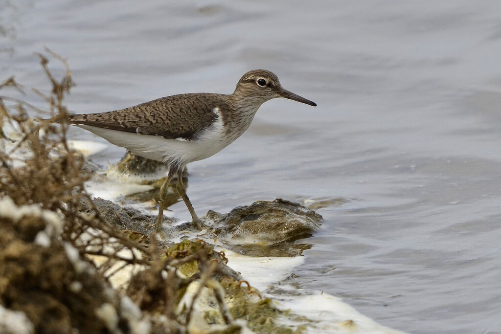 Common Sandpiper, identification