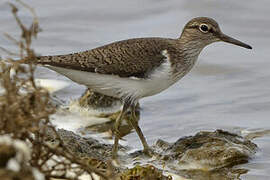 Common Sandpiper