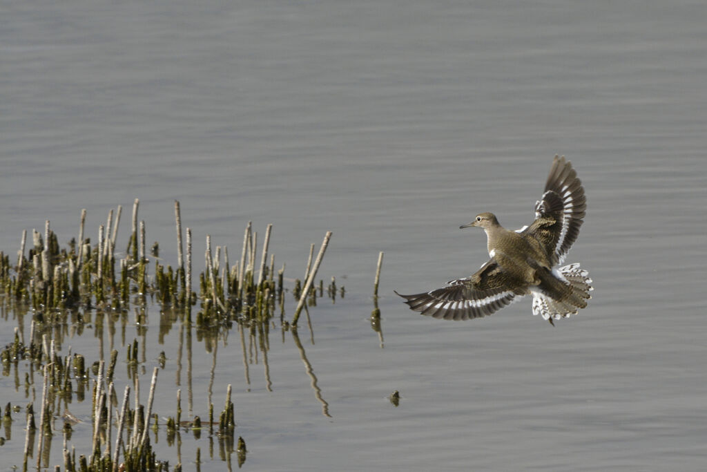 Common Sandpiperadult, identification