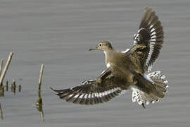 Common Sandpiper