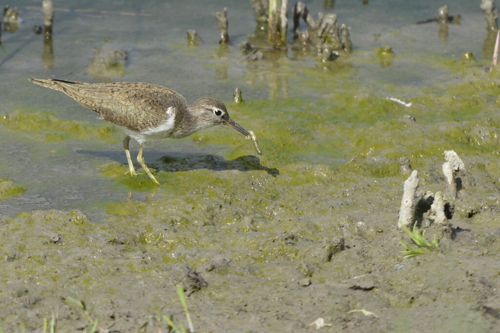 Common Sandpiperadult, feeding habits, eats