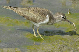 Common Sandpiper