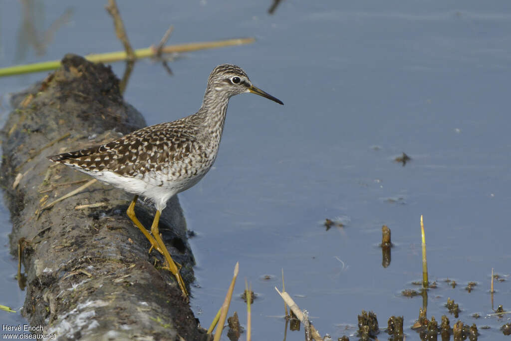 Chevalier sylvainadulte, identification