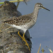 Wood Sandpiper