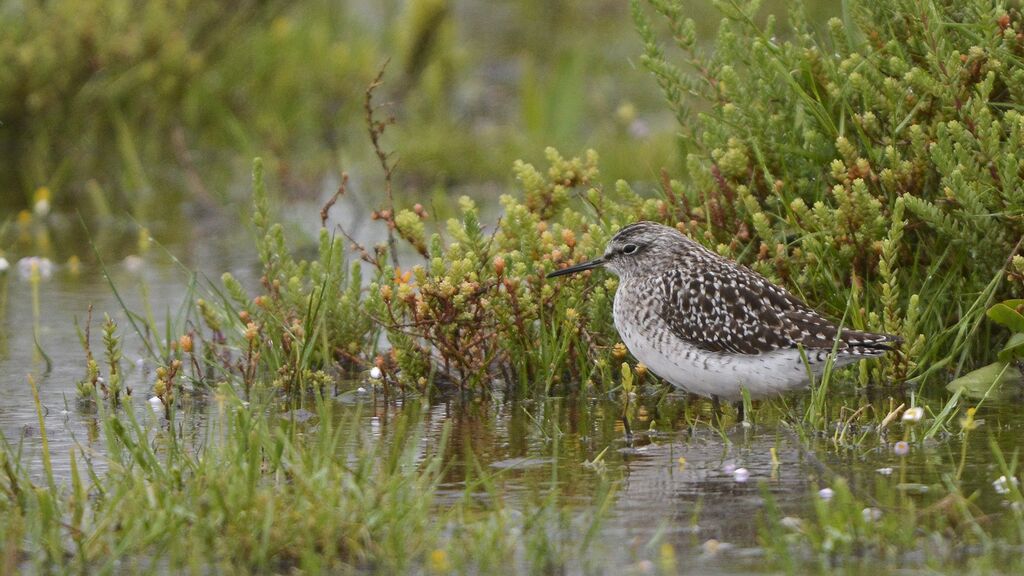 Wood Sandpiper