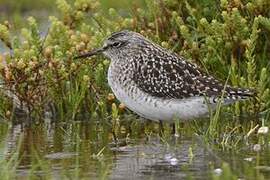 Wood Sandpiper