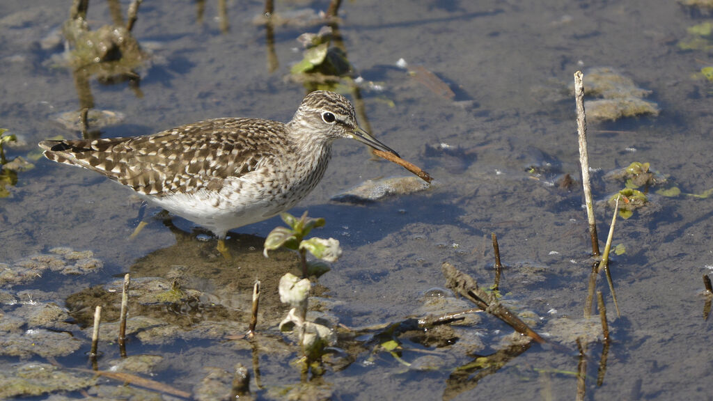 Wood Sandpiper