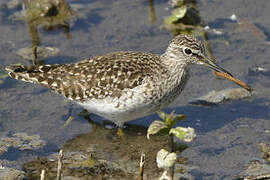 Wood Sandpiper