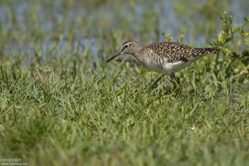 Chevalier sylvainadulte nuptial, habitat, pigmentation, pêche/chasse