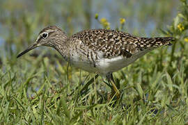 Wood Sandpiper