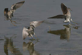 Wood Sandpiper