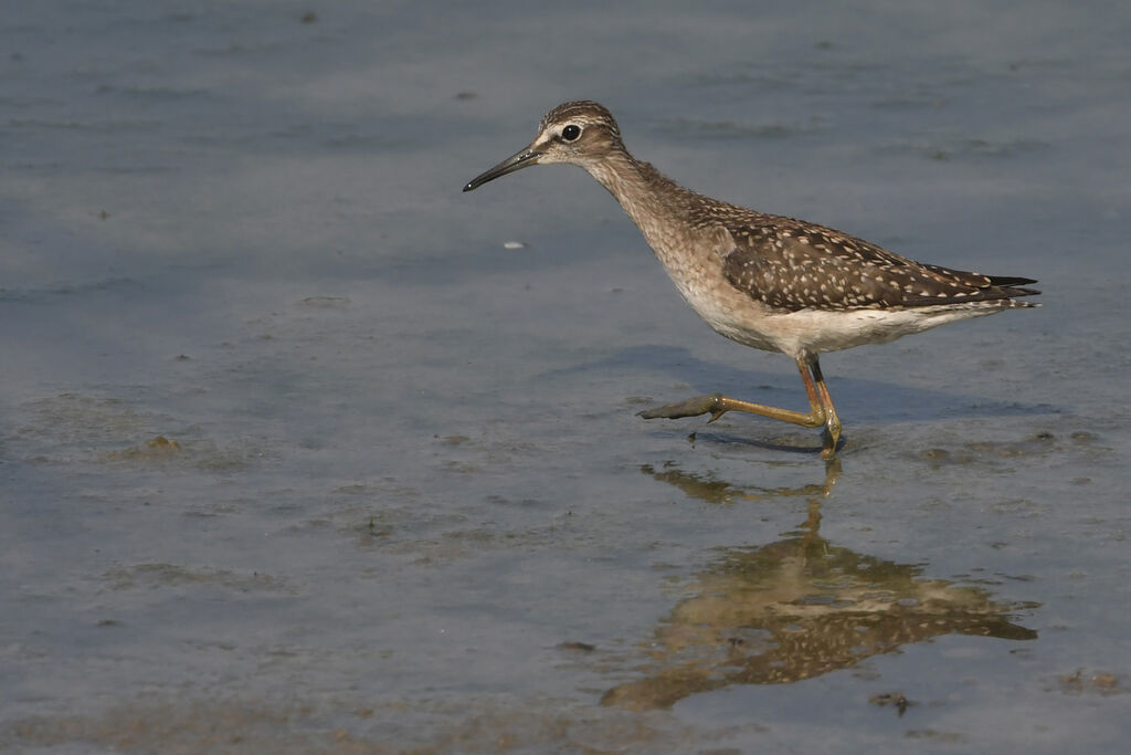 Wood Sandpiperjuvenile, identification