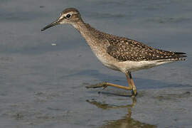 Wood Sandpiper