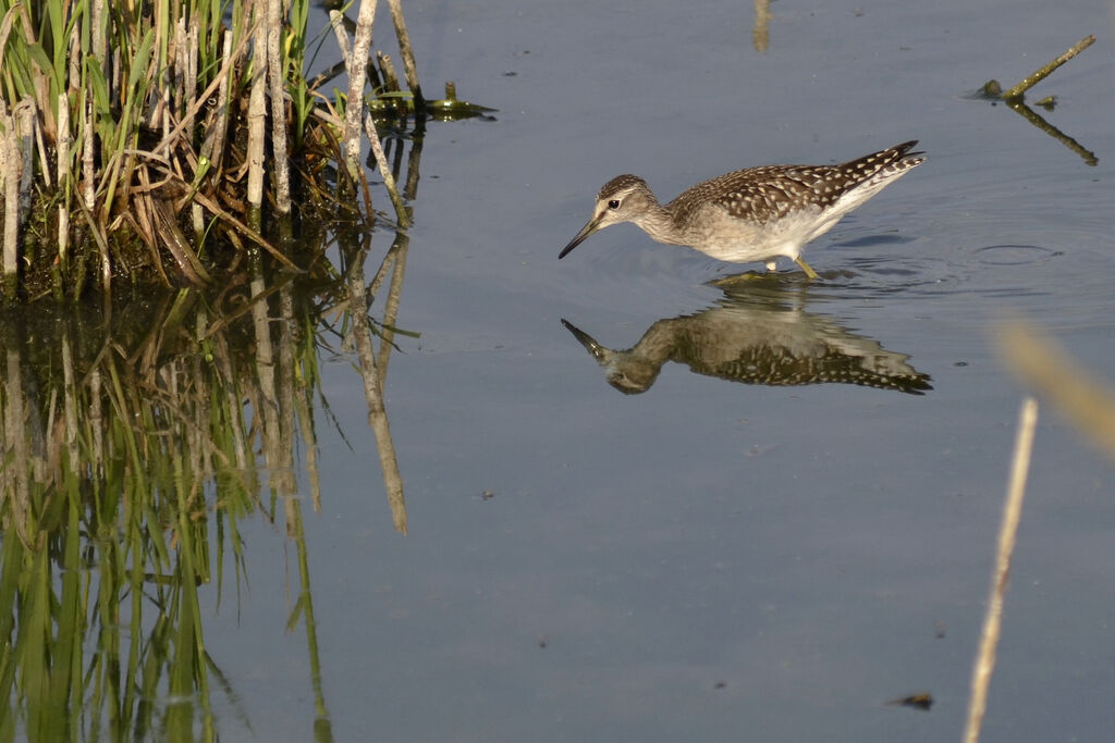 Wood Sandpiper, identification