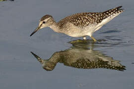 Wood Sandpiper