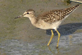 Wood Sandpiper