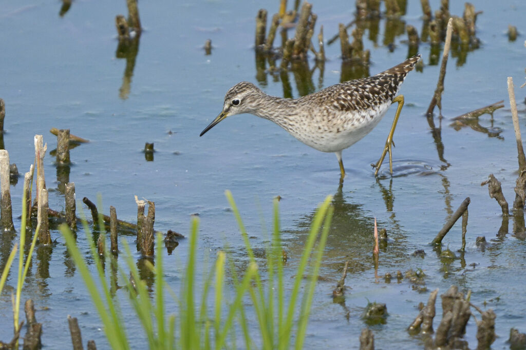 Wood Sandpiper, identification