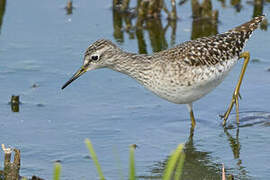 Wood Sandpiper