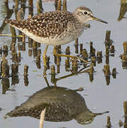 Wood Sandpiper