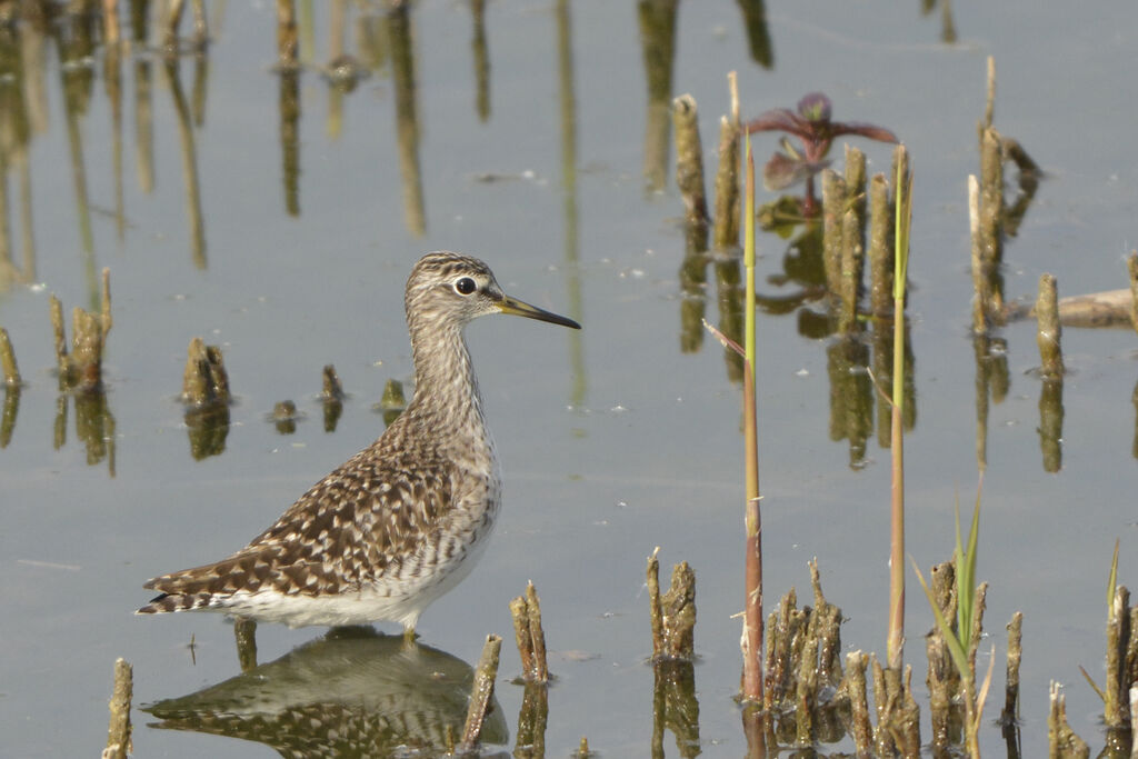 Wood Sandpiper, identification