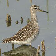 Wood Sandpiper