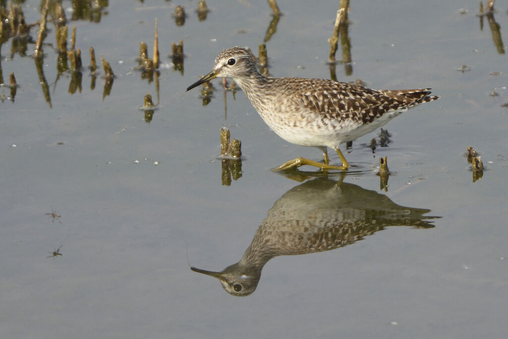 Wood Sandpiper, identification