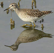 Wood Sandpiper