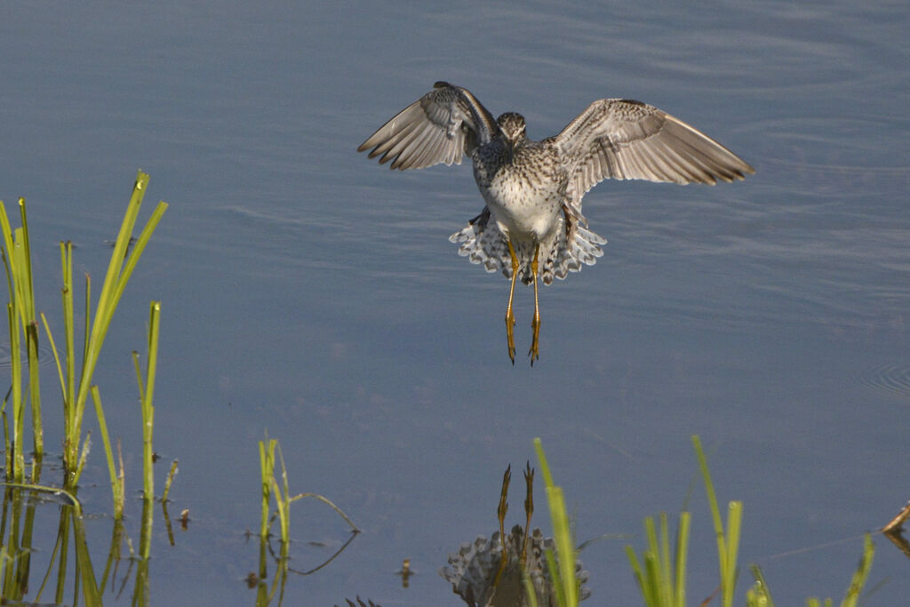 Wood Sandpiper, Flight