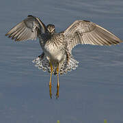 Wood Sandpiper