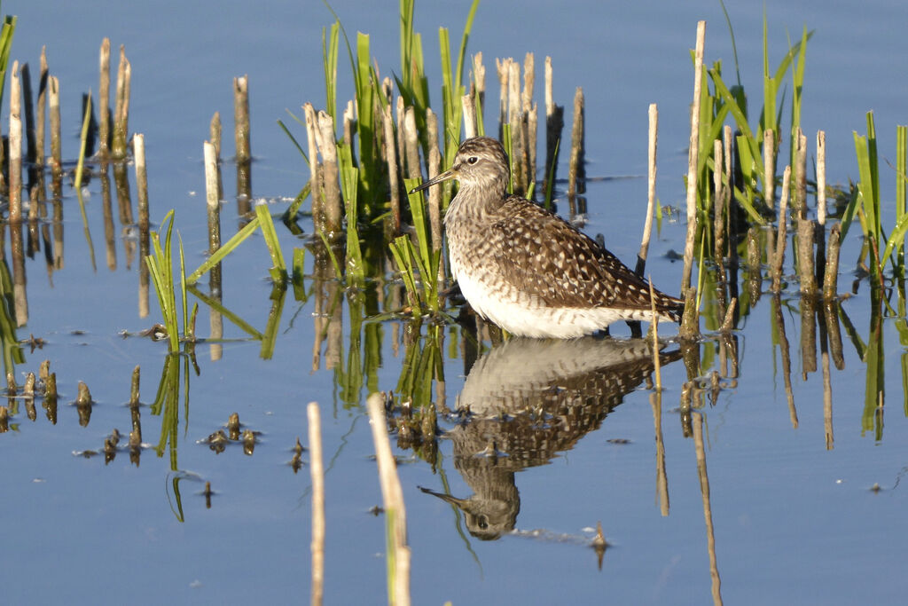 Wood Sandpiper, identification