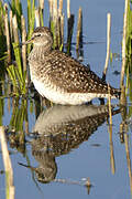 Wood Sandpiper