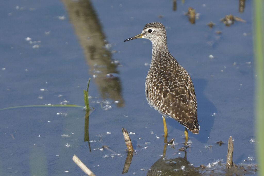 Wood Sandpiper, identification