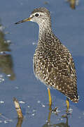 Wood Sandpiper