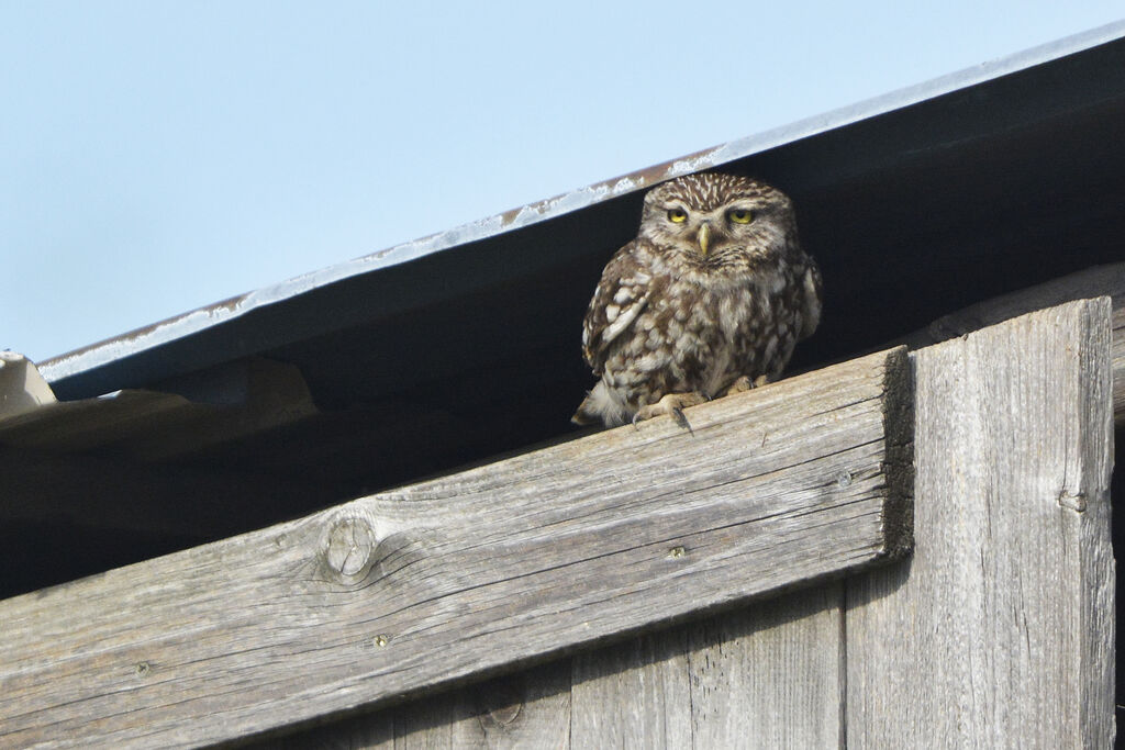 Chevêche d'Athénaadulte, identification, habitat