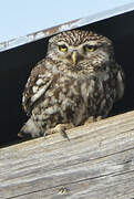 Little Owl