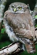 Eurasian Pygmy Owl