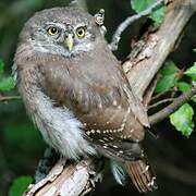 Eurasian Pygmy Owl